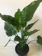 Load image into Gallery viewer, Alocasia cucullata
