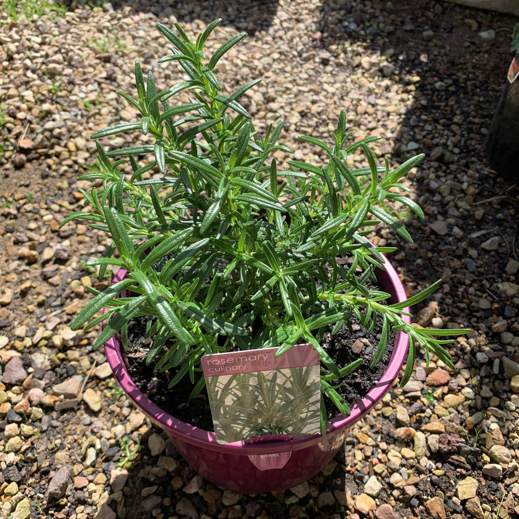Rosemary