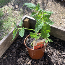 Load image into Gallery viewer, Tomato &#39;Roma&#39;
