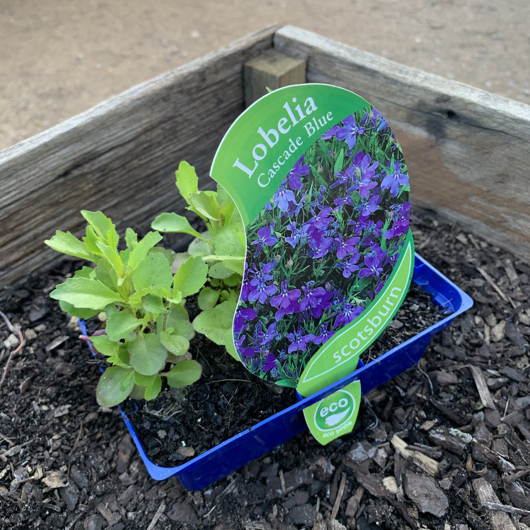 Lobelia 'Cascade Blue'