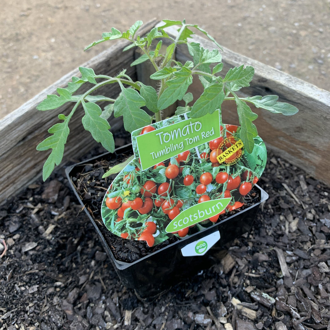 Tomato 'Tumbling Tom Red'