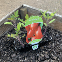 Load image into Gallery viewer, Tomato &#39;Roma&#39;
