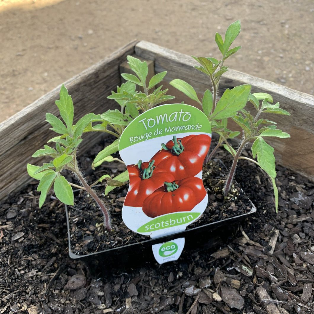 Tomato 'Rouge de Marmande'