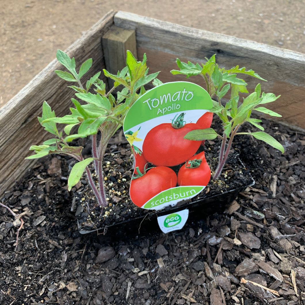 Tomato 'Apollo'