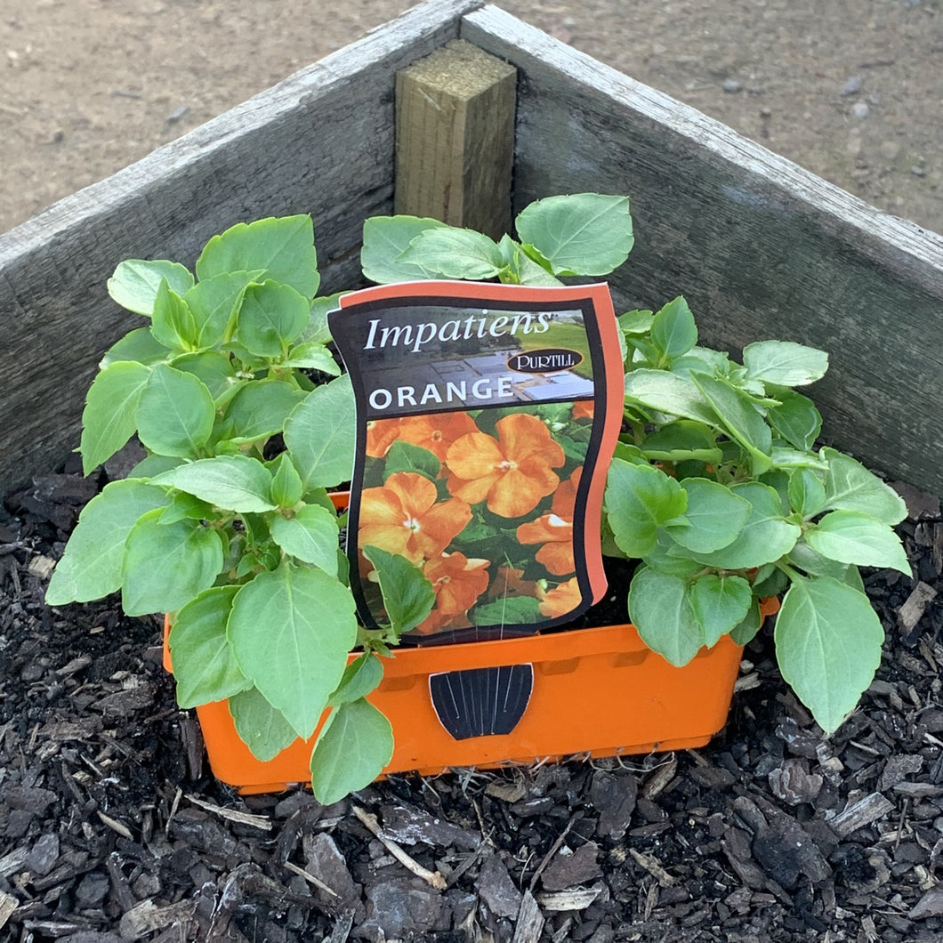 Impatiens 'Orange'