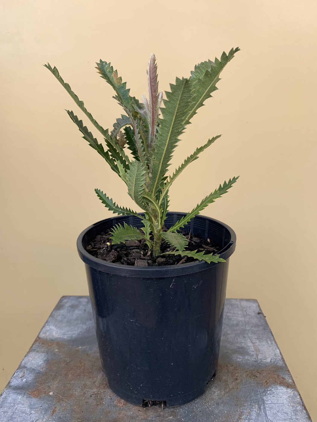 Banksia serrata