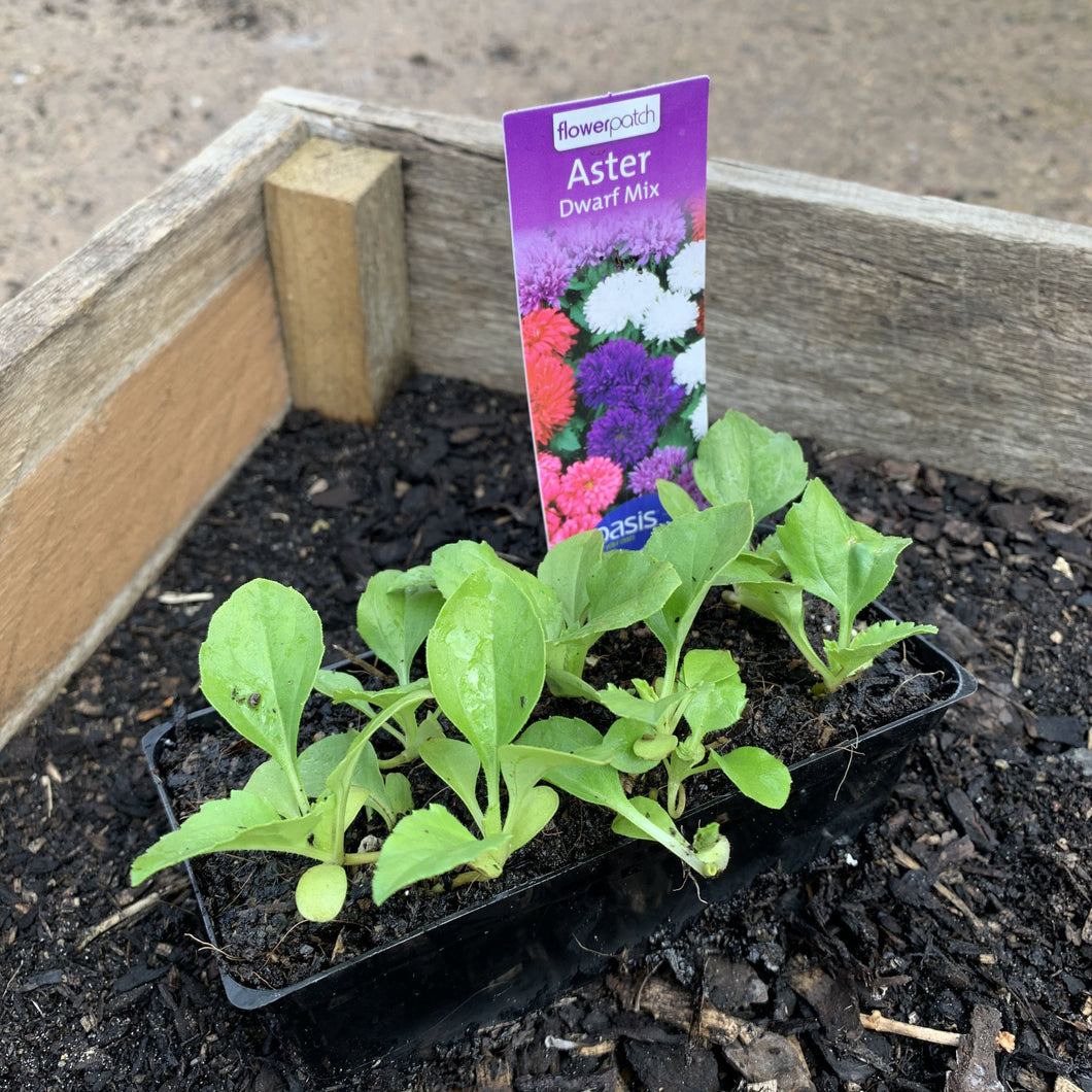 Aster 'Dwarf Mix'