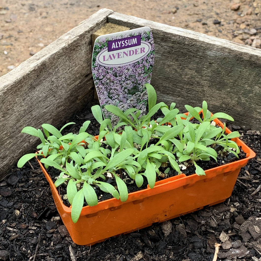 Alyssum 'Lavender'