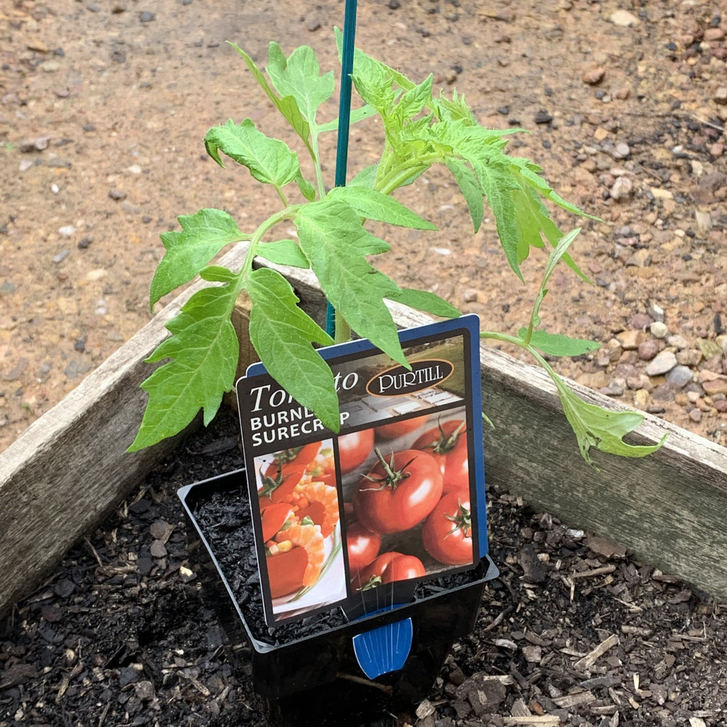 Tomato 'Burnley Surecrop'