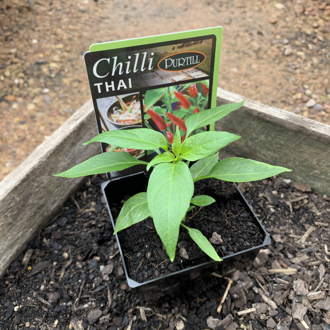 Chilli 'Thai'