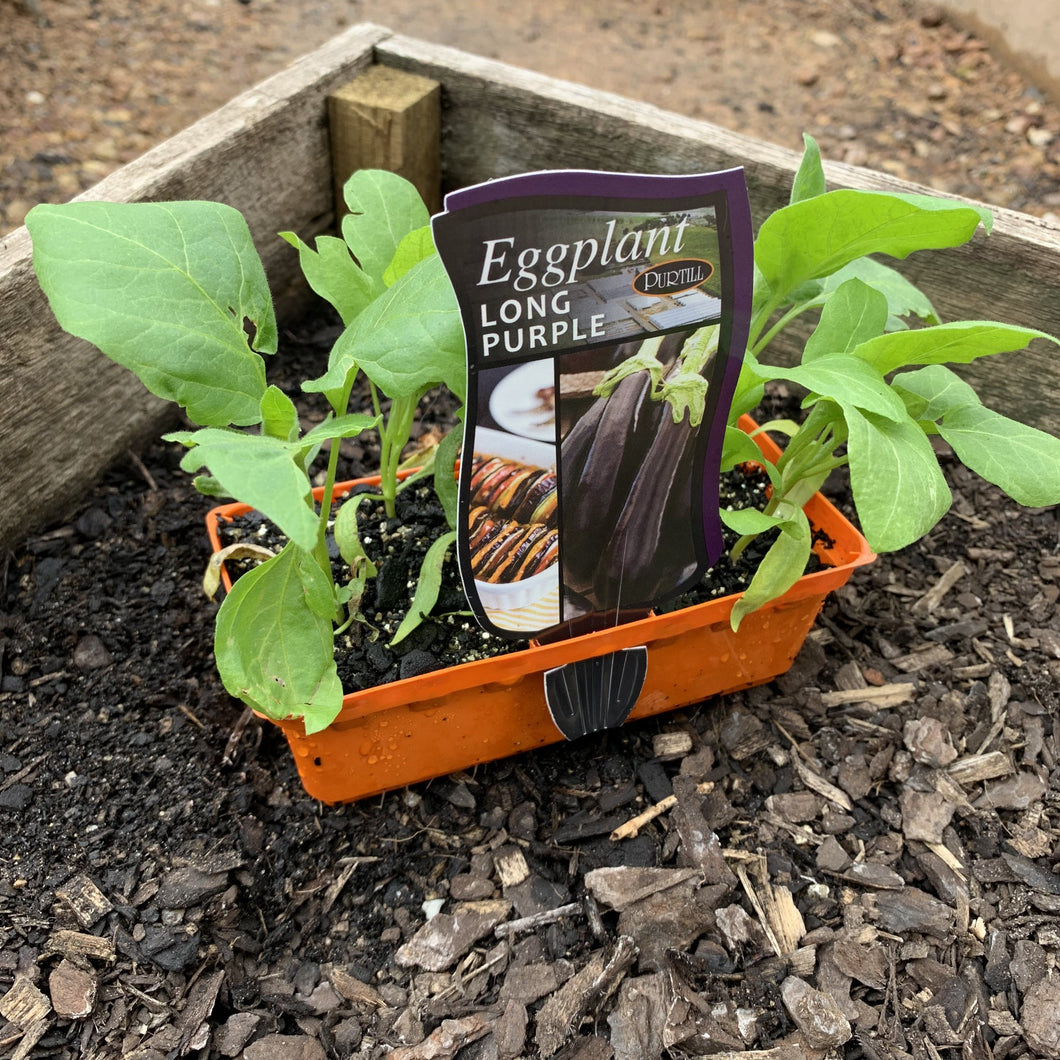 Eggplant 'Long Purple'