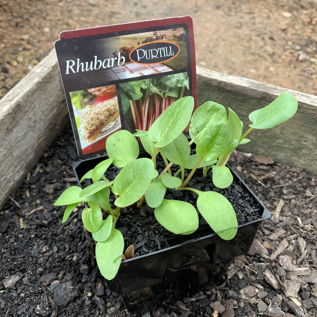 Rhubarb