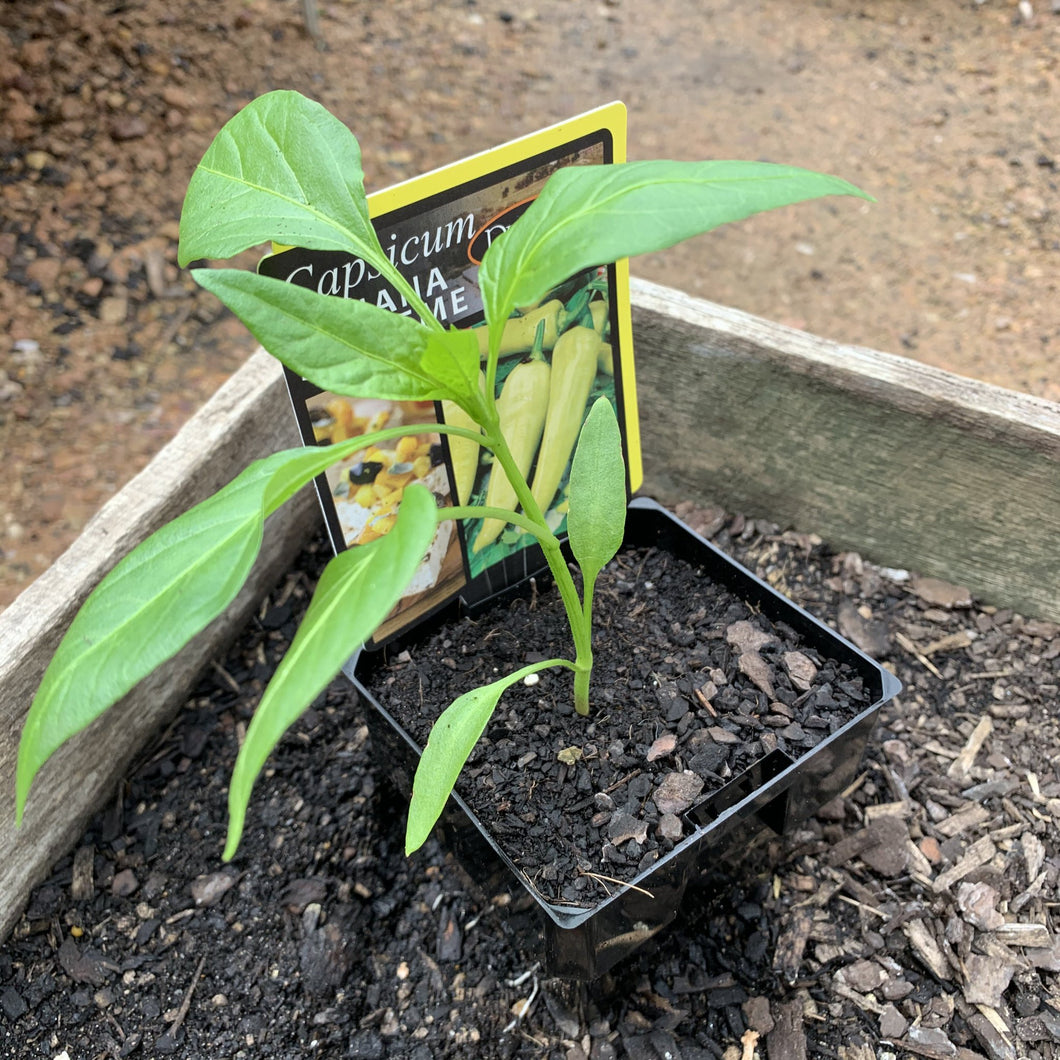 Capsicum 'Banana Supreme'