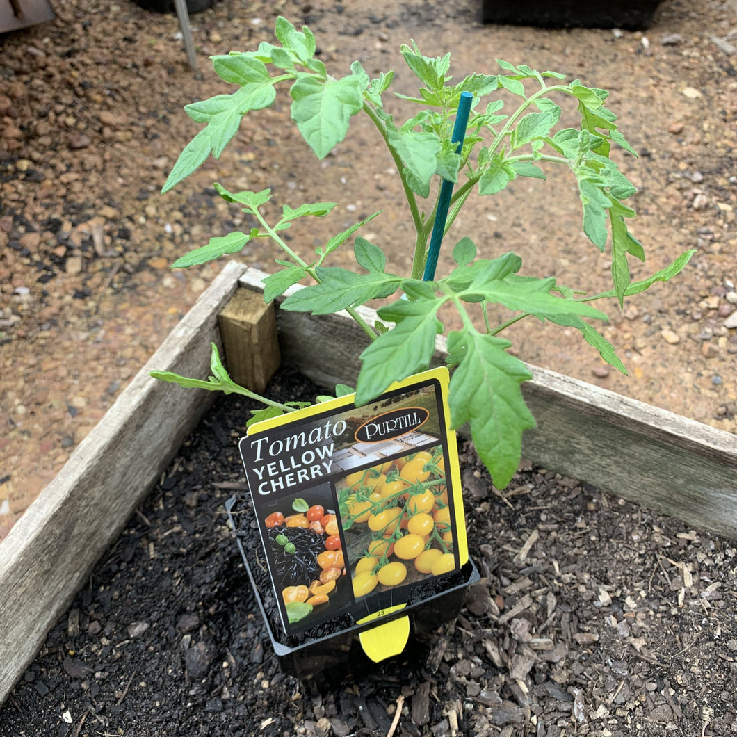 Tomato 'Yellow Cherry'