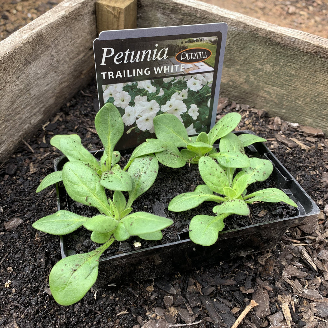 Petunia 'Trailing White'