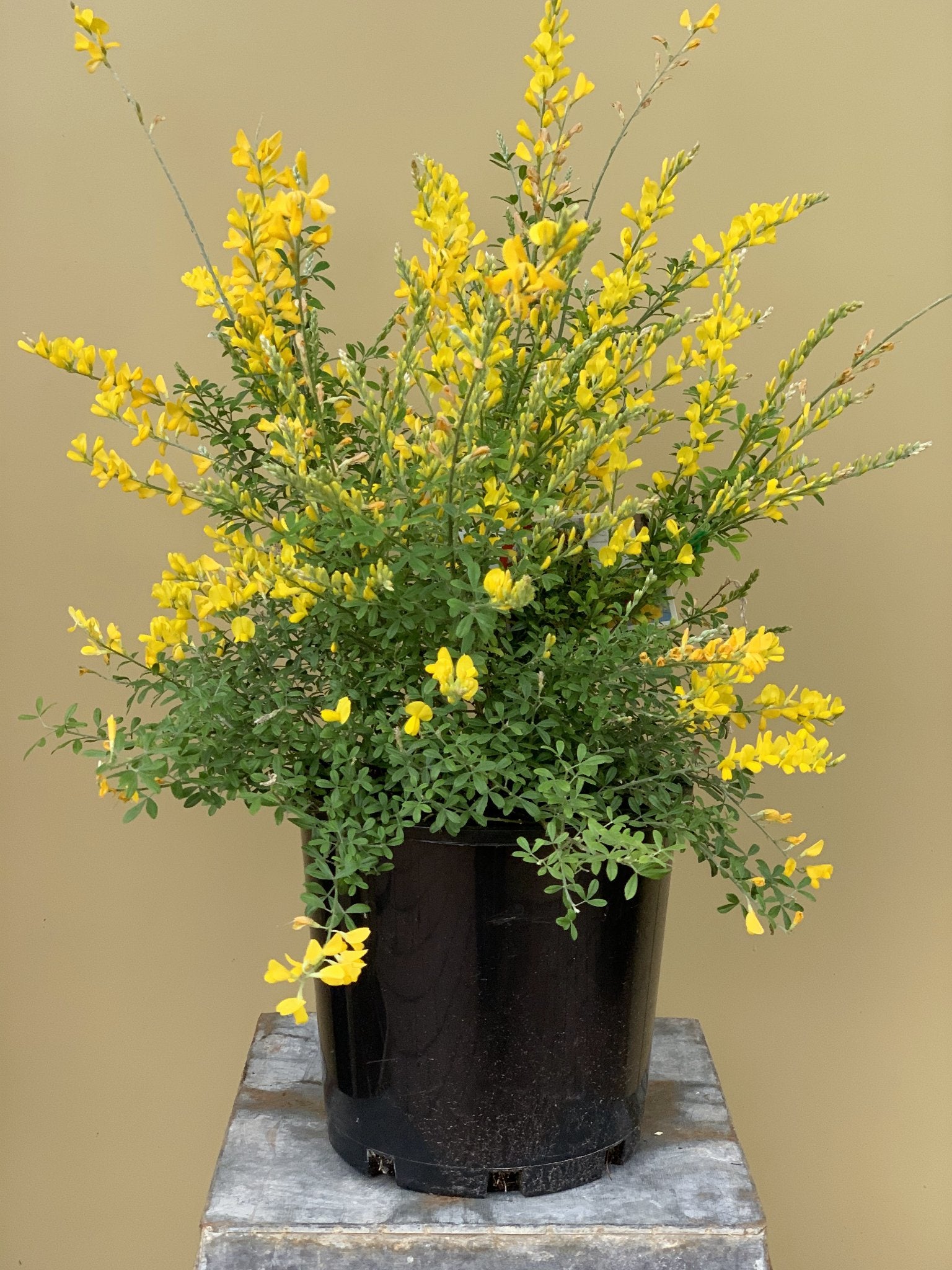 Cytisus racemosus 'Nana' – Northcote Nursery