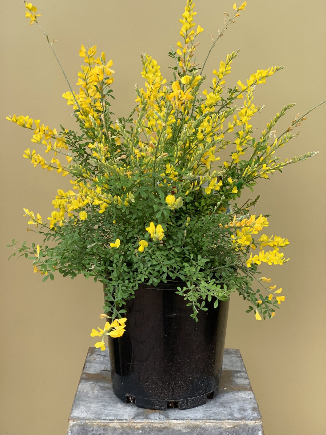 Cytisus racemosus 'Nana'
