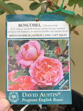 Load image into Gallery viewer, Rose - David Austin &#39;Boscobel&#39;

