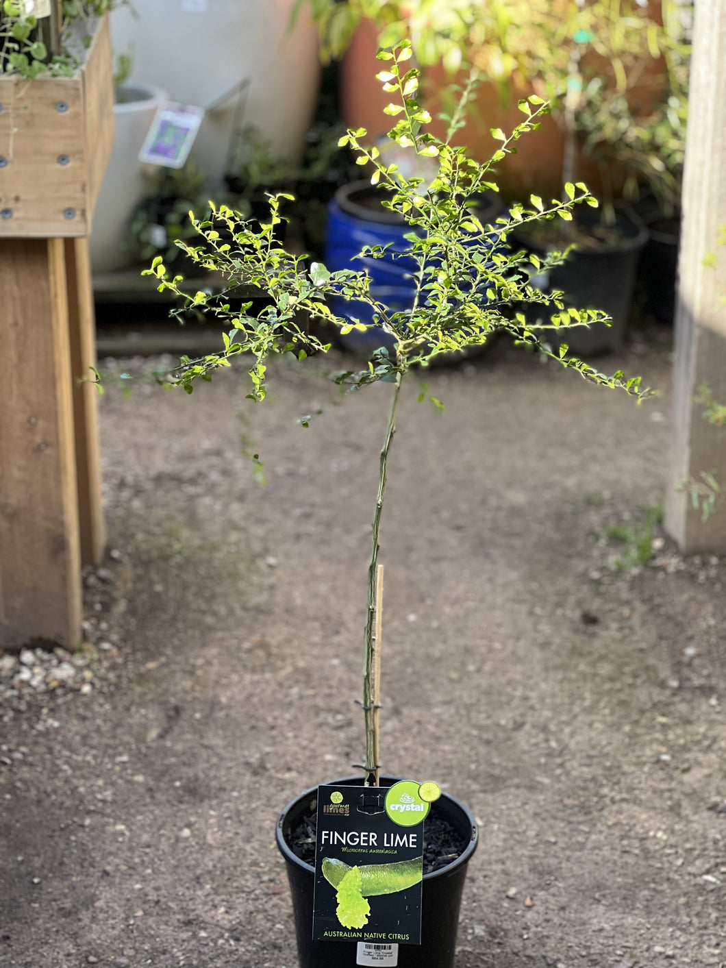Finger Lime 'Crystal' Grafted