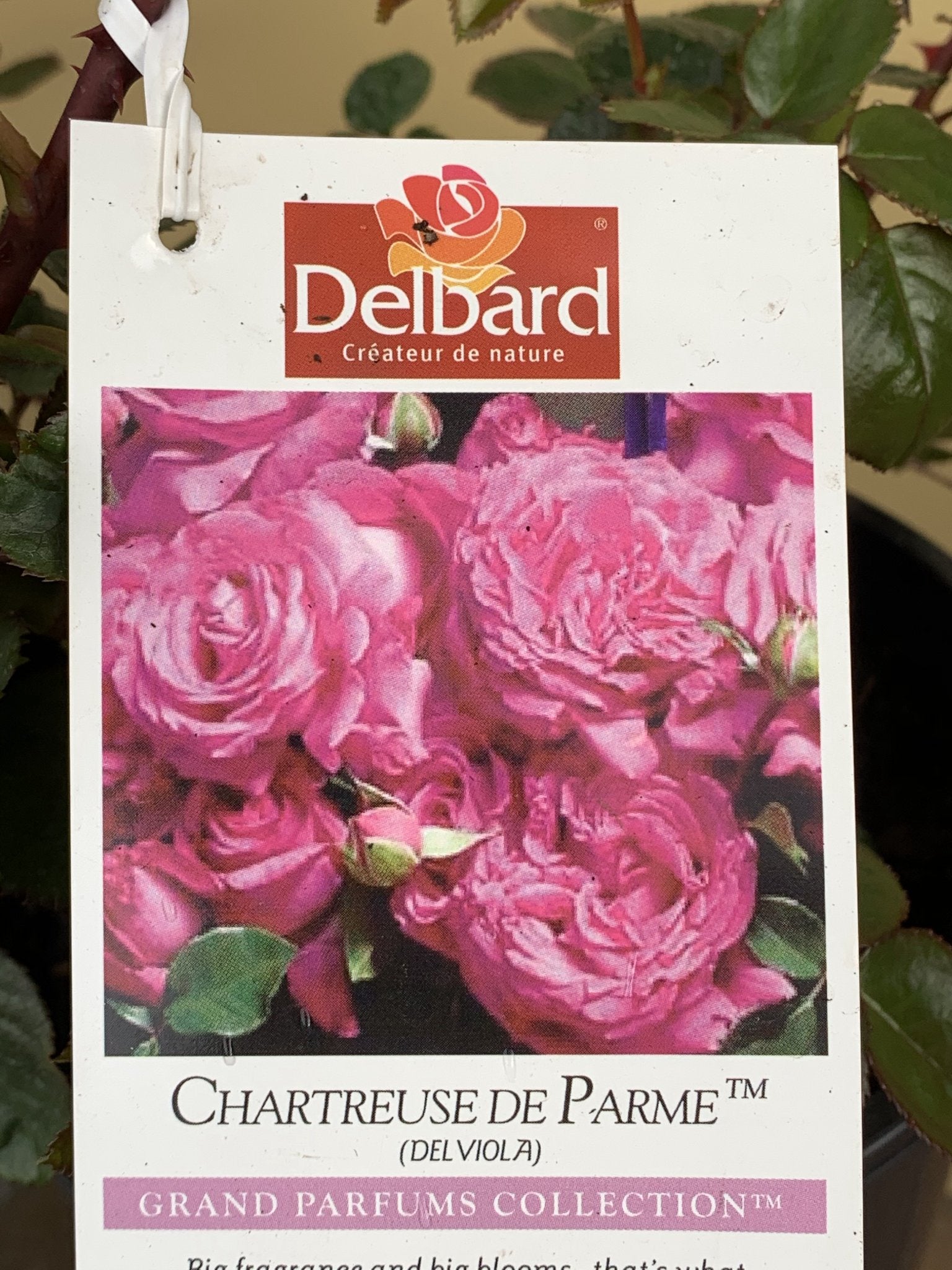 Rose 'Chartreuse de Parme' – Northcote Nursery