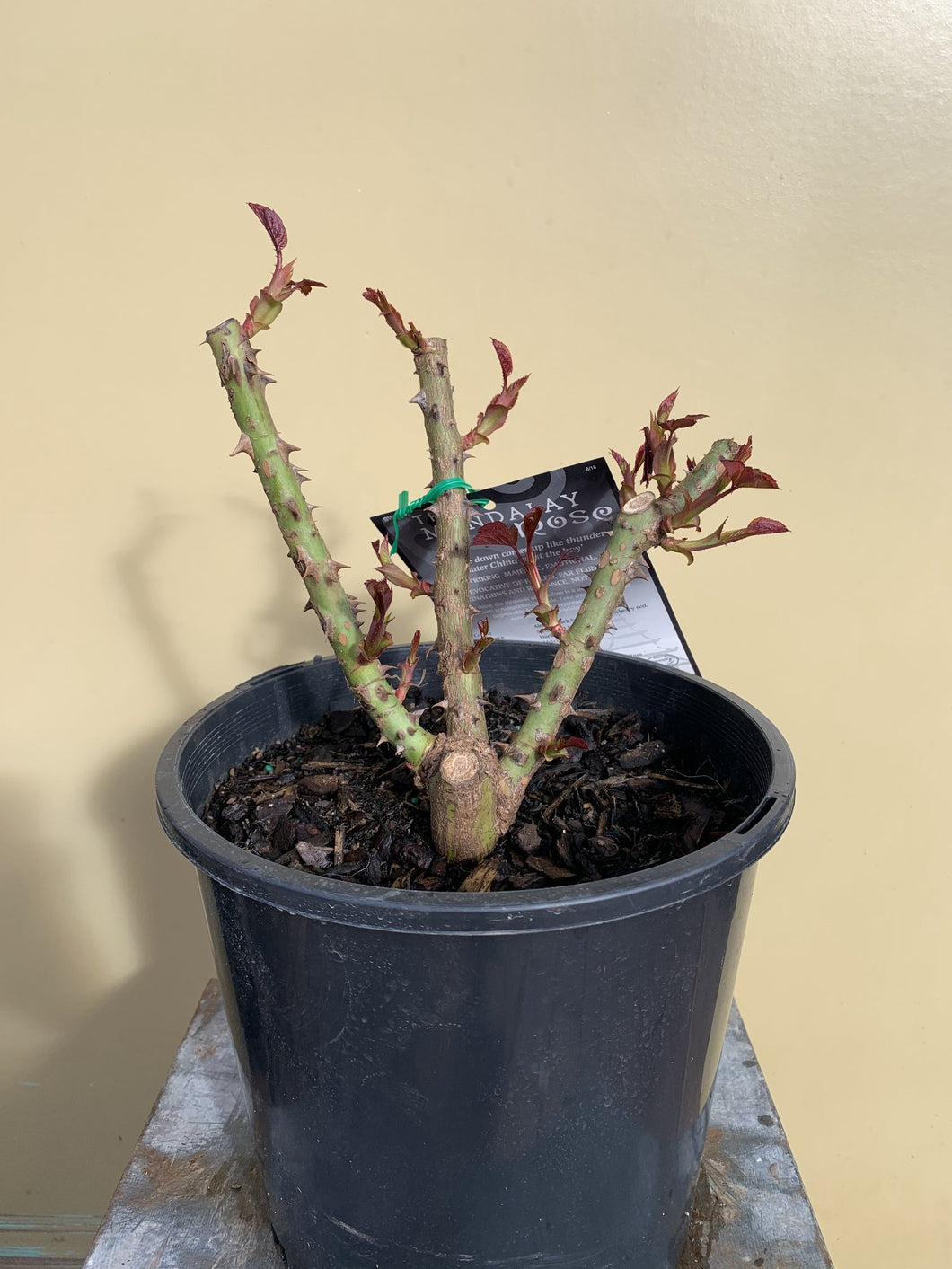 Rose 'Mandalay'