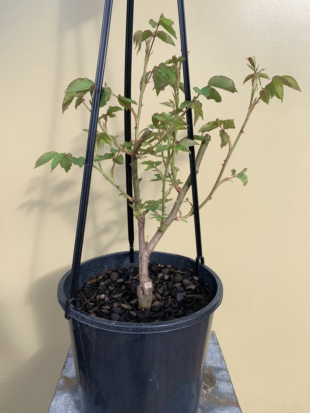 Rose - Climbing 'Mme Alfred Carriere'