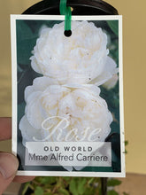 Load image into Gallery viewer, Rose - Climbing &#39;Mme Alfred Carriere&#39;
