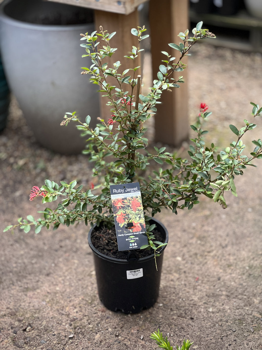 Grevillea 'Ruby Jewel'