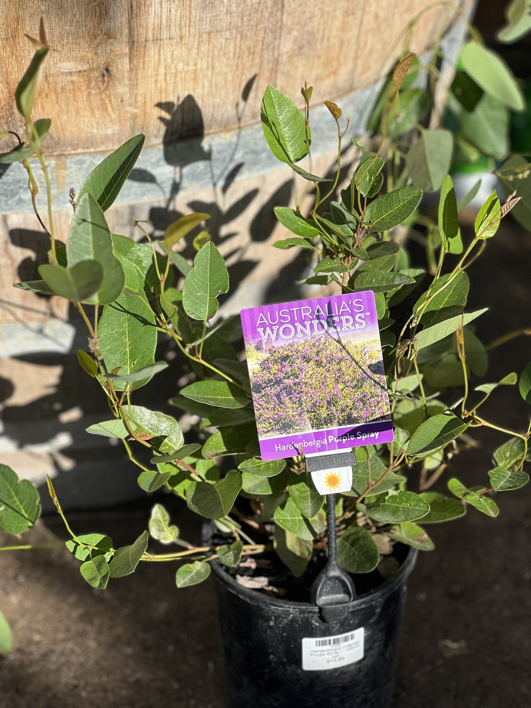 Hardenbergia violacea 'Purple Spray'
