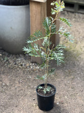 Load image into Gallery viewer, Grevillea banksii 'Big Foot'
