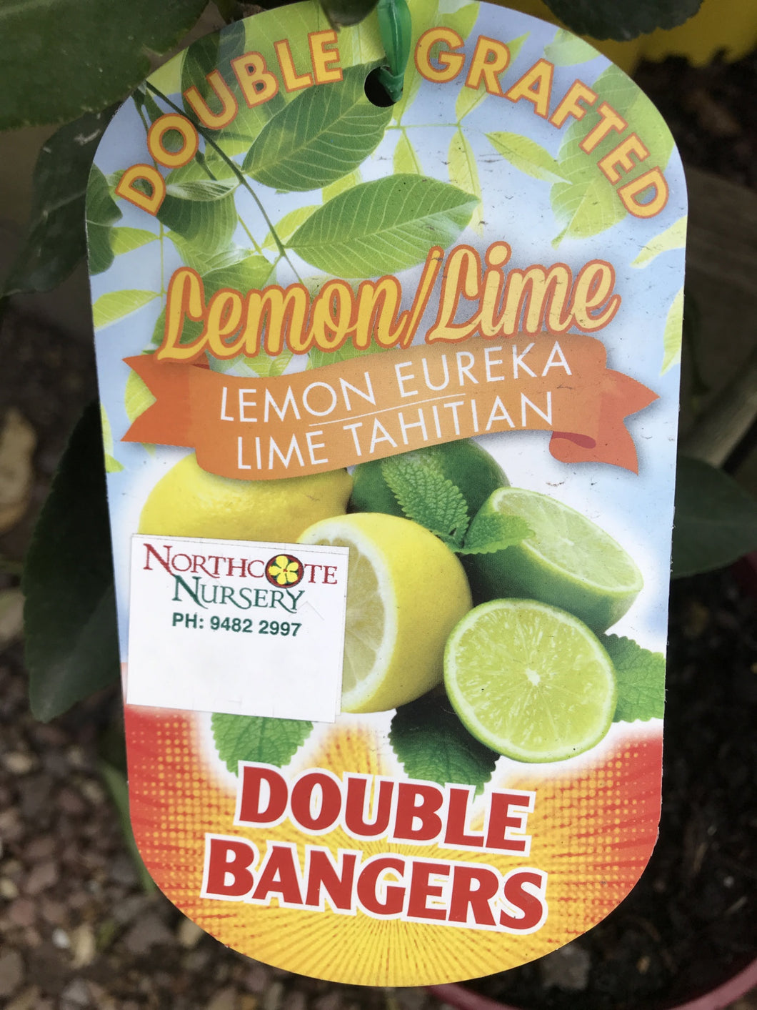 Double Grafted Lemon 'Eureka' & Lime 'Tahitian'