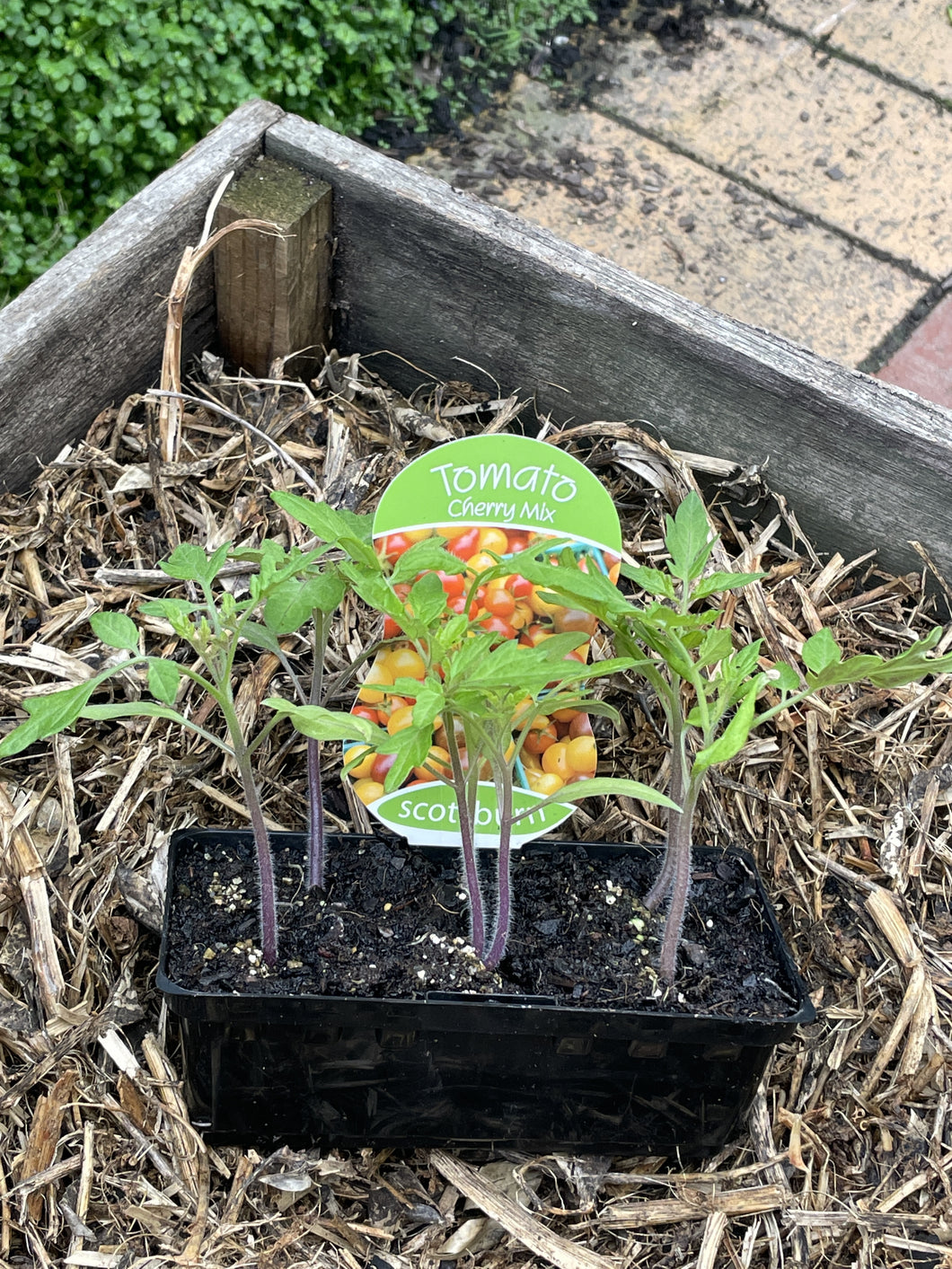 Tomato 'Cherry Mix'