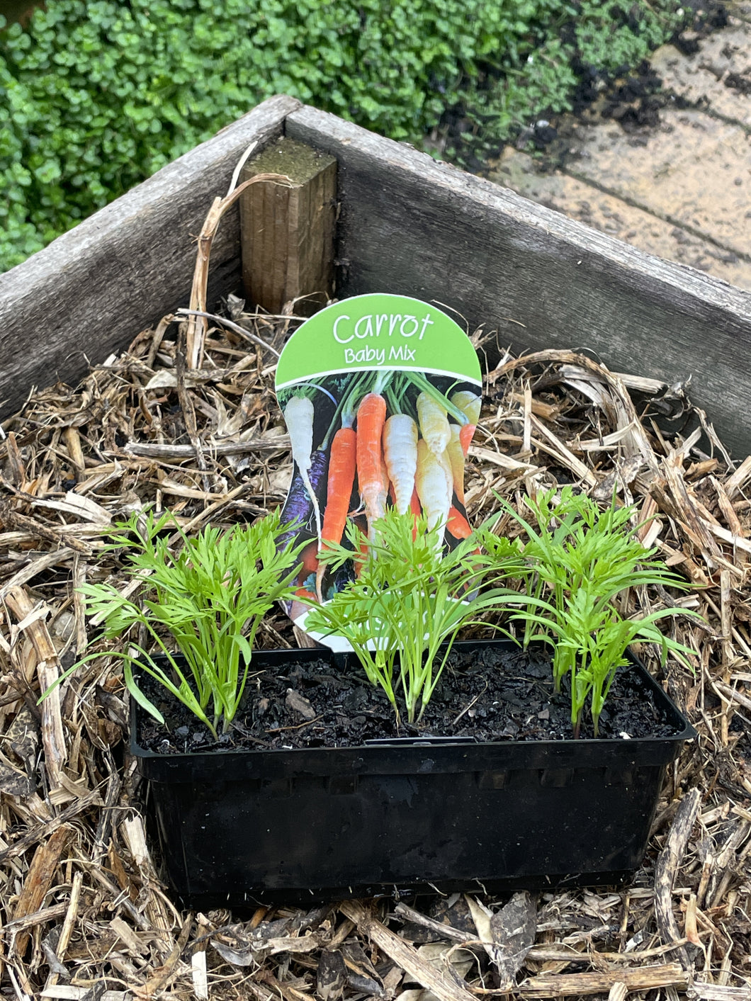 Carrot 'Baby Mix'