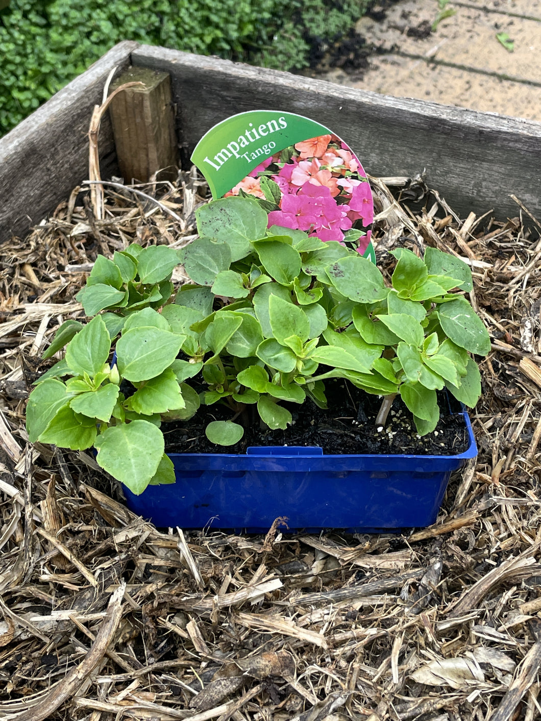 Impatiens ‘Tango’