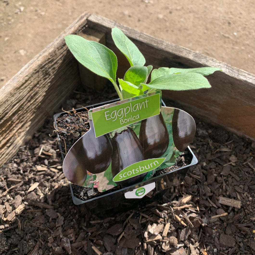 Eggplant 'Bonica'