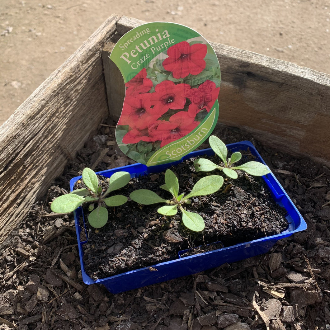 Petunia 'Spreading Craze' Purple