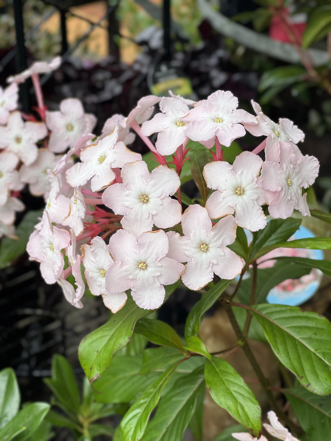 Luculia gratissima 'Early Dawn'