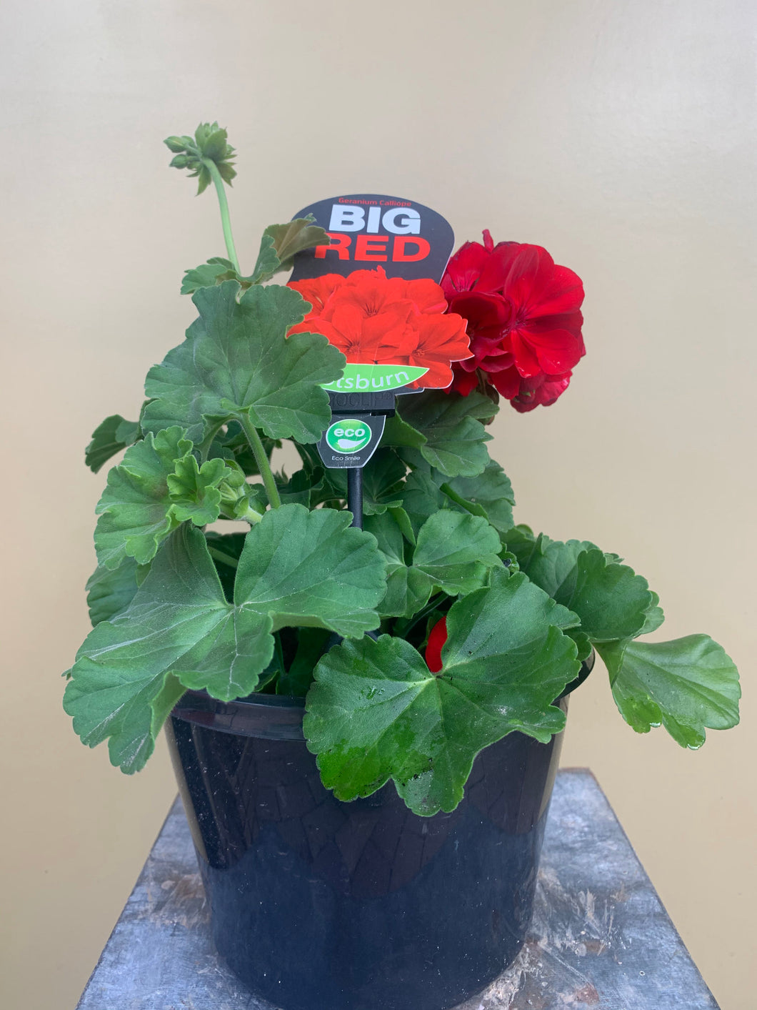 Geranium 'Big Red'