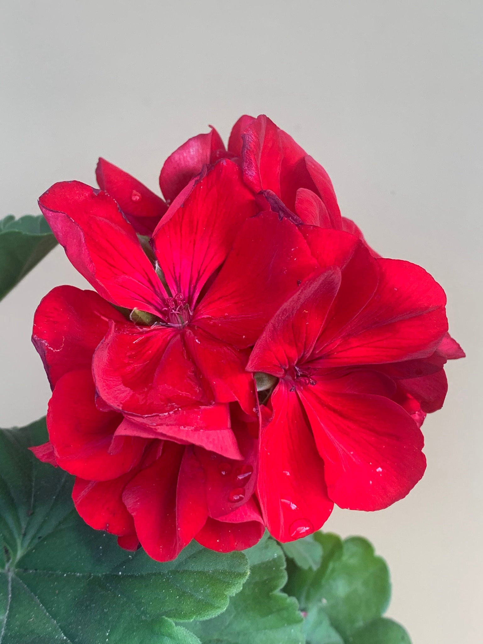 Geranium 'Big Red' – Northcote Nursery