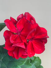 Load image into Gallery viewer, Geranium &#39;Big Red&#39;
