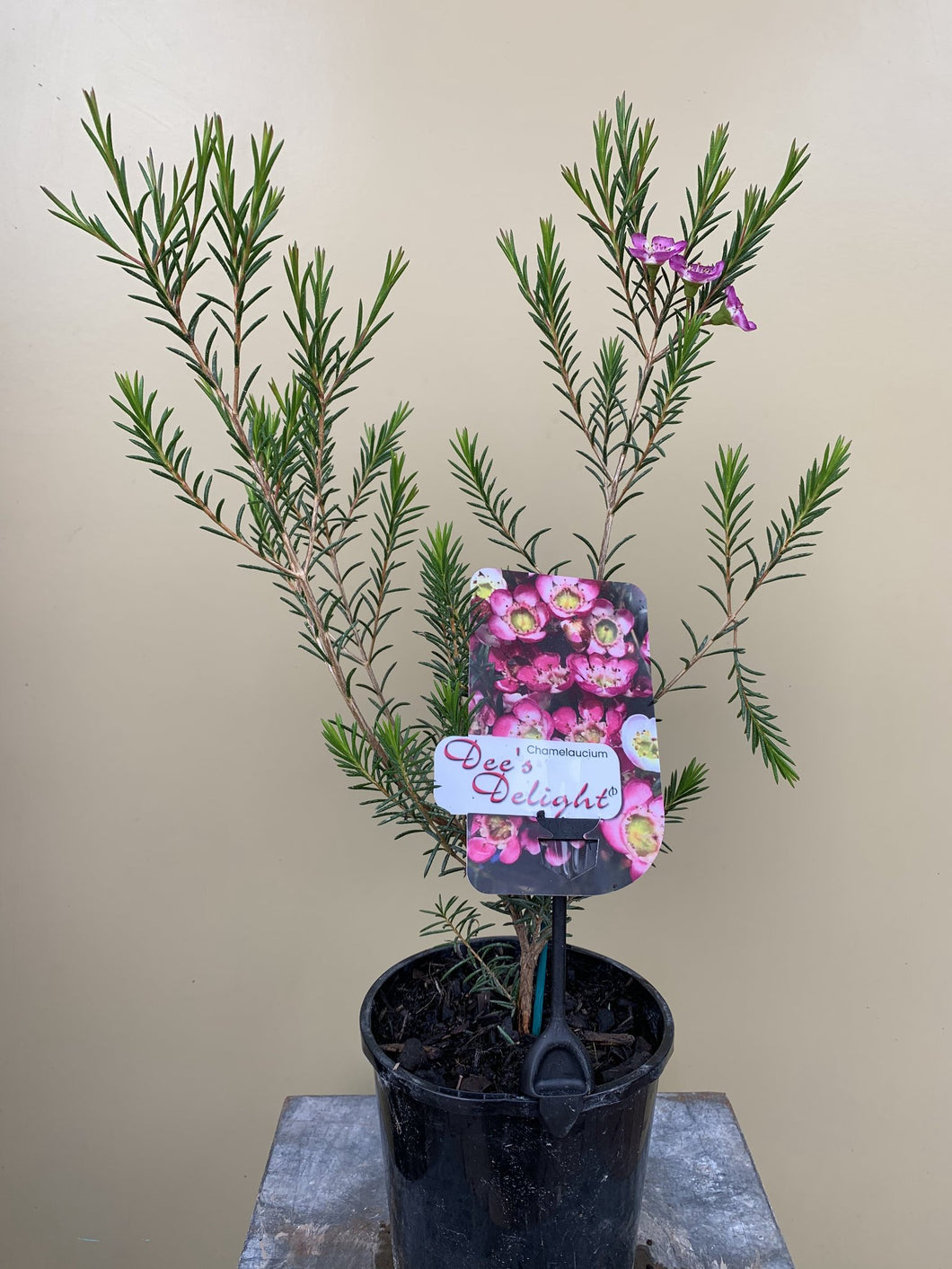 Chamelaucium 'Dee's Delight'