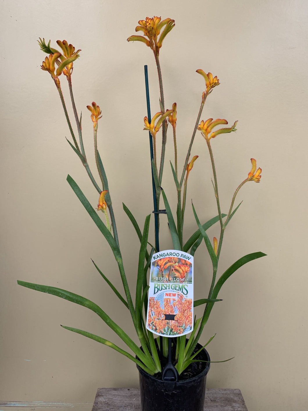 Anigozanthos 'Bush Glow'