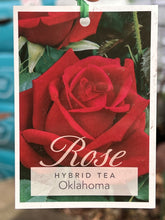 Load image into Gallery viewer, Rose - Hybrid Tea 'Oklahoma'
