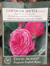 Load image into Gallery viewer, Rose - David Austin &#39;Gertrude Jekyll&#39;
