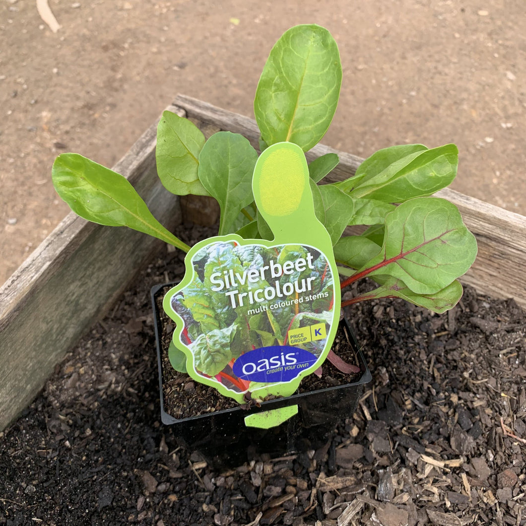 Silverbeet 'Tricolour'