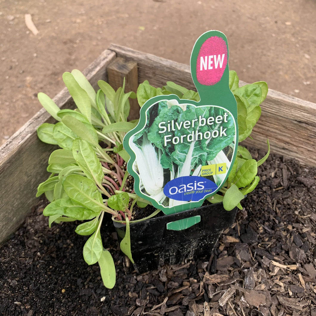 Silverbeet 'Fordhook'