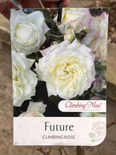Load image into Gallery viewer, Rose - Climbing &#39;Future&#39;

