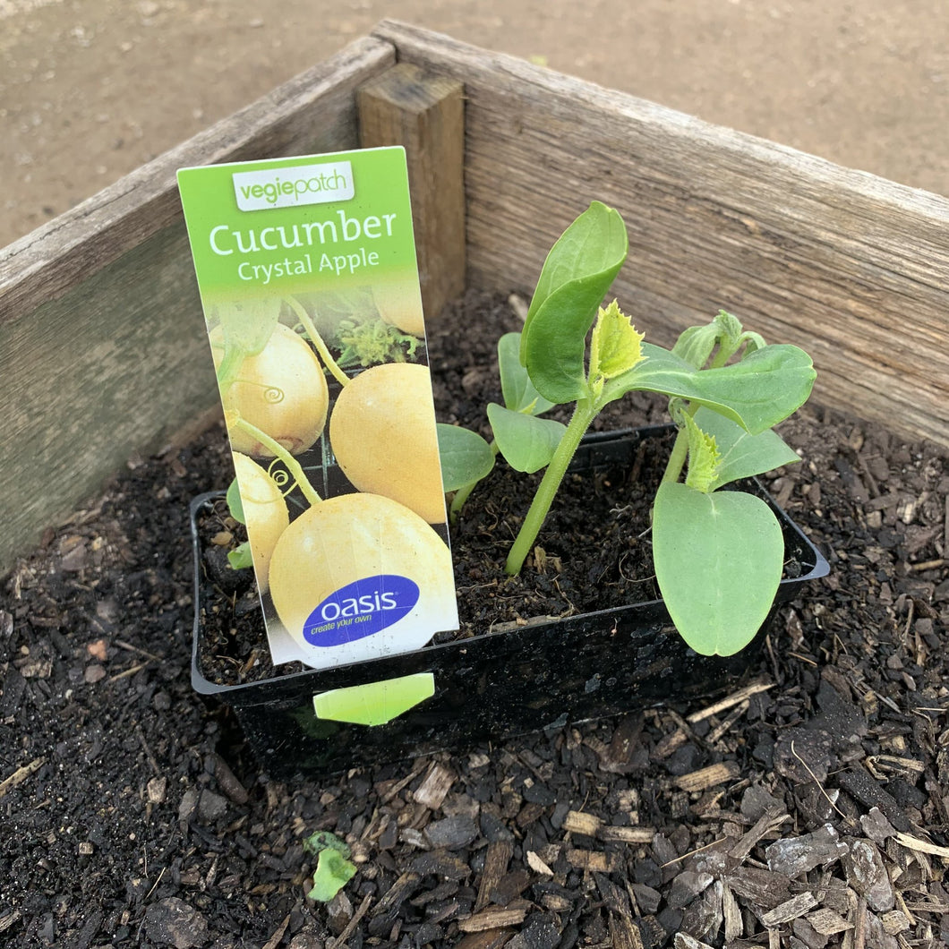 Cucumber 'Crystal Apple'