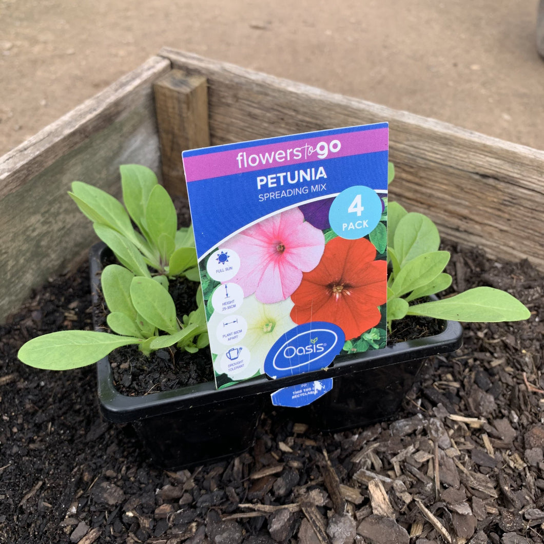 Petunia 'Spreading Mix'