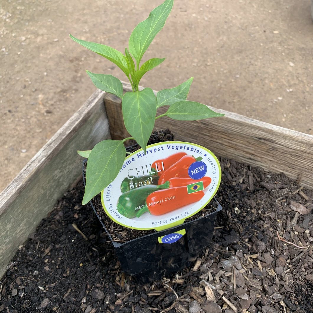 Chilli 'Brazil'